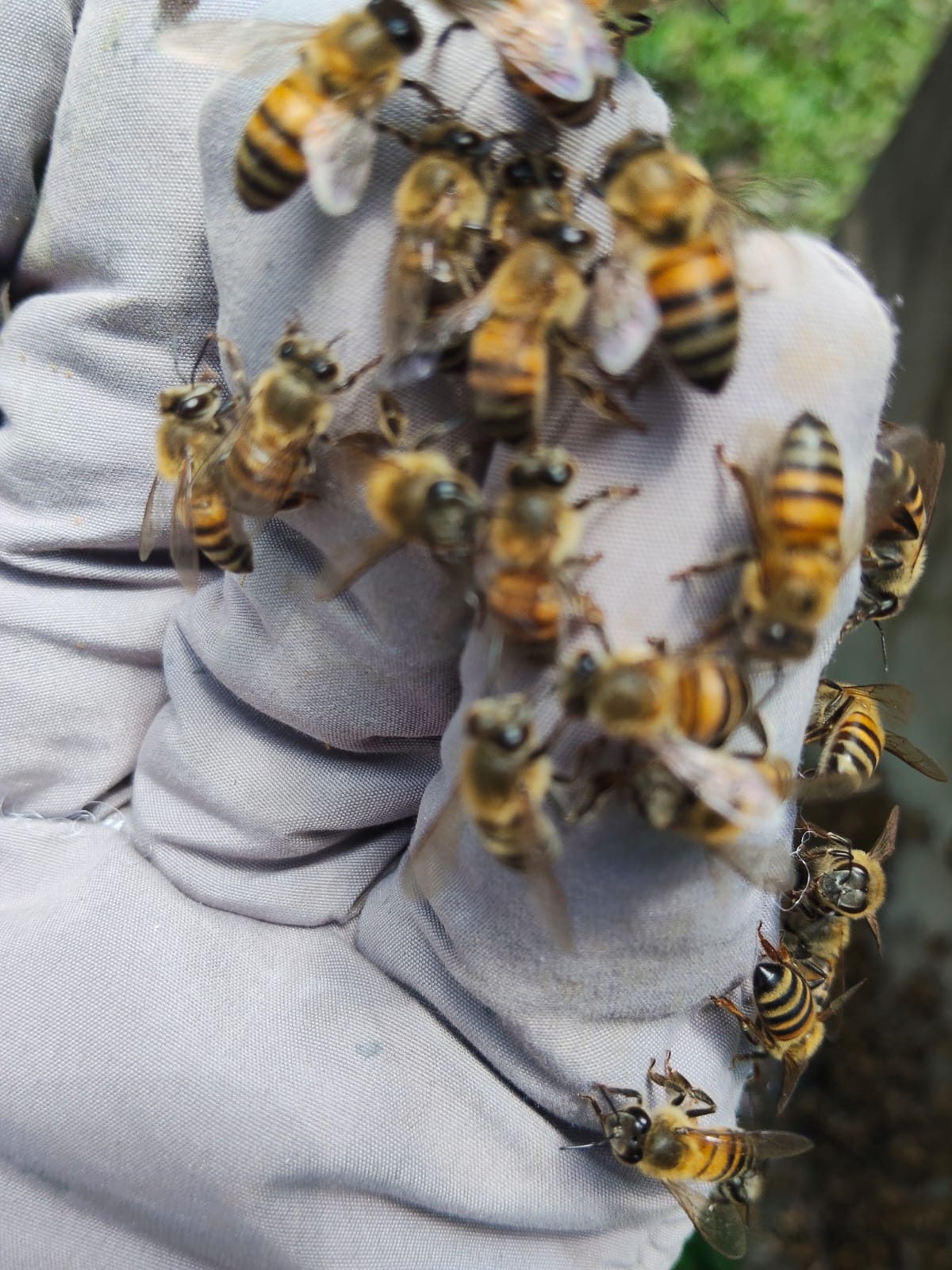 Experiencia La Abeja Mochilera 4