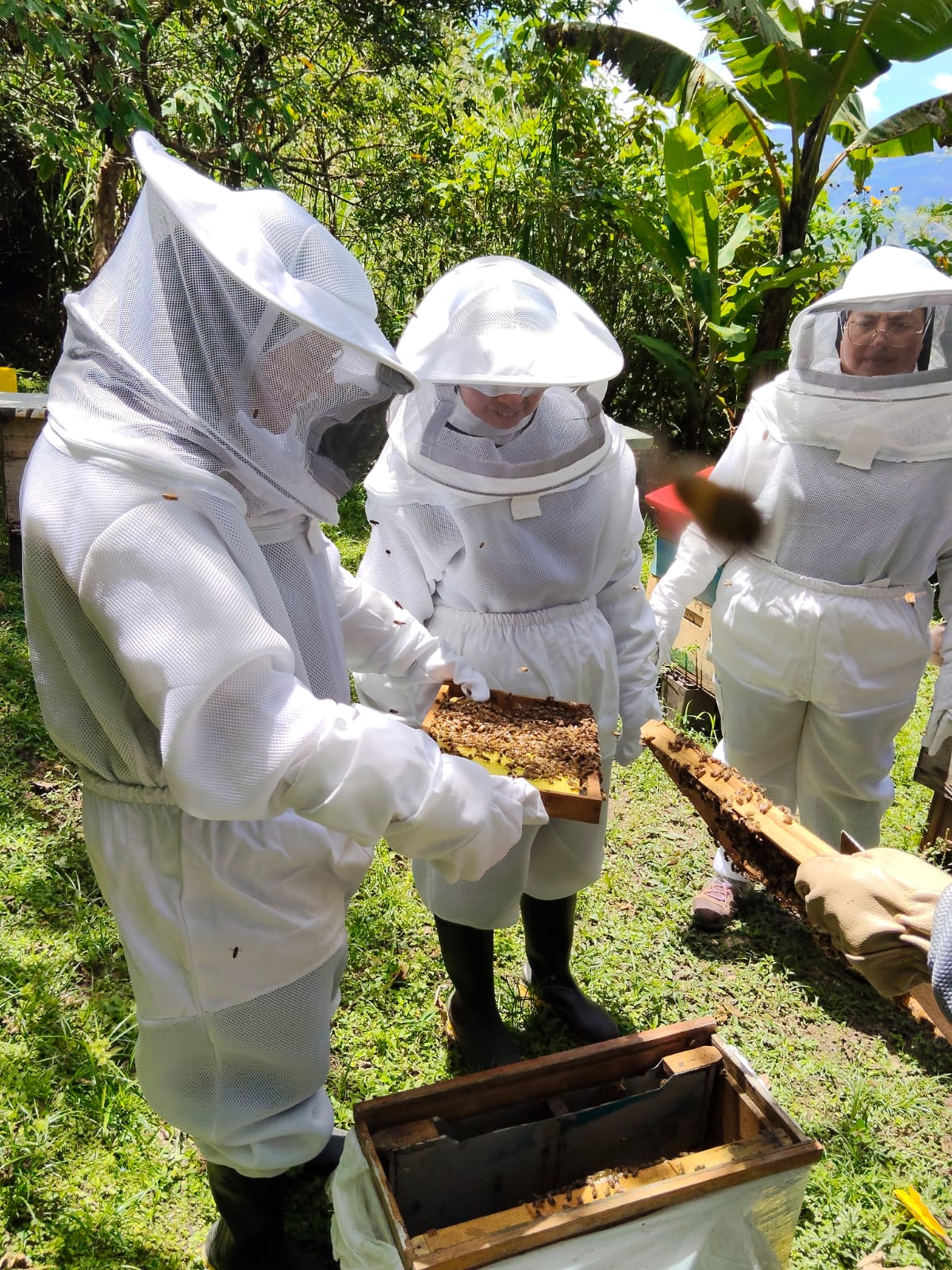 Tour de abejas 1 persona - Imagen 4